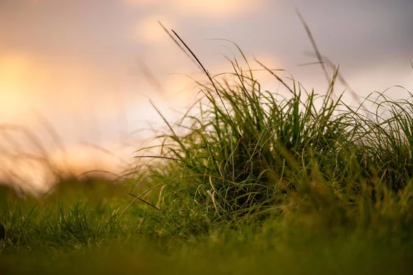 再生可能な農業農場に住む長い草です 春にはオーストラリアのブッシュの草原に放牧され — ストック写真
