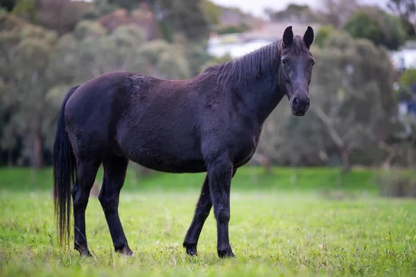 澳大利亚农场的田野里有一匹漂亮的马 草原上的马 — 图库照片