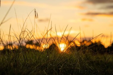 Yenilenebilir tarım çiftliğindeki uzun otlar. Avustralya 'da ilkbaharda, Avustralya' da çalılıklarda bir çayır.