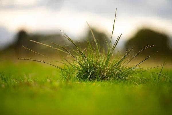 Lange Inheemse Grassen Een Regeneratieve Landbouwbedrijf Weide Een Grasland Bush — Stockfoto