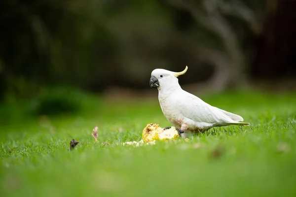Cacao Bianco Corella Appollaiati Albero Gengivale Nell Entroterra Australiano Uccelli — Foto Stock