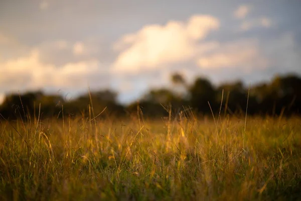 再生可能な農業農場に住む長い草です オーストラリアの春にブッシュの草原に放牧され — ストック写真