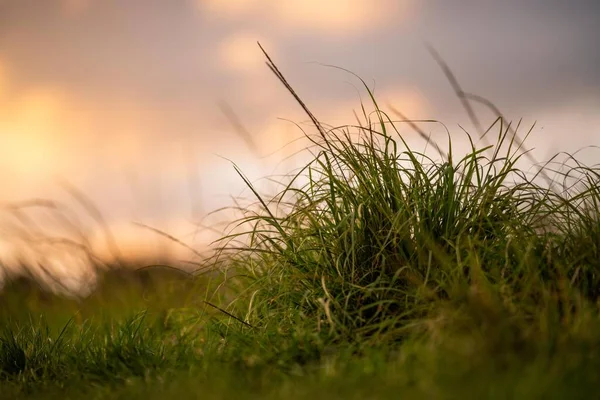 Long Native Grasses Regenerative Agricultural Farm Pasture Grassland Bush Australia — Stock Photo, Image