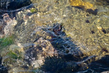 Seaweed and bull kelp growing on rocks in the ocean in australia. Waves moving seaweed over rock and flowing with the tide in Japan. Seaweed farm in australia