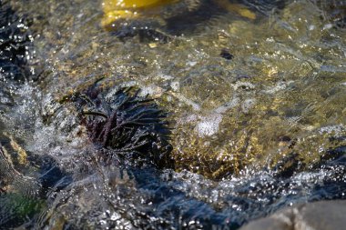 Bull kelp seaweed growing on rocks. Edible sea weed ready to harvest in the ocean on australia
