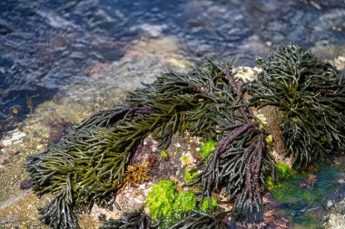 Bull kelp seaweed growing on rocks. Edible sea weed ready to harvest in the ocean on australia