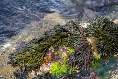 Seaweed and bull kelp growing on rocks in the ocean in australia. Waves moving seaweed over rock and flowing with the tide in Japan. Seaweed farm in australia