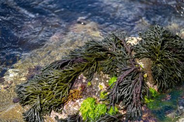 Seaweed and bull kelp growing on rocks in the ocean in australia. Waves moving seaweed over rock and flowing with the tide in Japan. Seaweed farm in australia