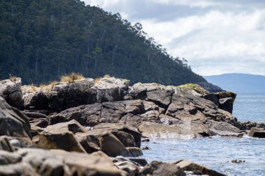 Seaweed and bull kelp growing on rocks in the ocean in australia. Waves moving seaweed over rock and flowing with the tide in Japan. Seaweed farm in australia