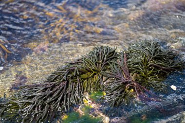 Bull kelp seaweed growing on rocks. Edible sea weed ready to harvest in the ocean on australia