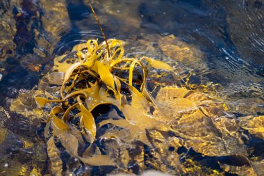 Bull kelp seaweed growing on rocks. Edible sea weed ready to harvest in the ocean on australia