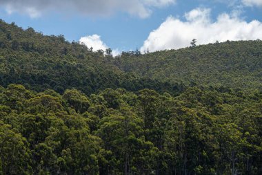 Australian bush. native forest and plantation clipart