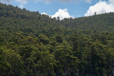 gumtree forest growing in the australian bush in tasmania