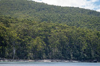 Australian bush. native forest and plantation