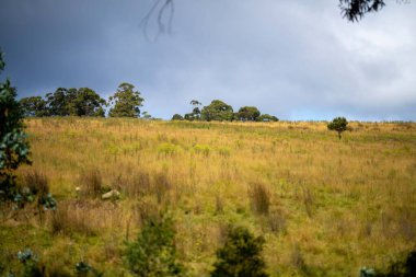 overgrown meadow and field on a farm in outback