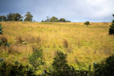 overgrown meadow and field on a farm in outback