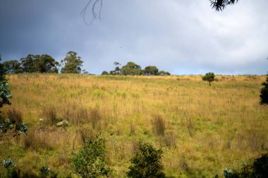 overgrown meadow and field on a farm in outback