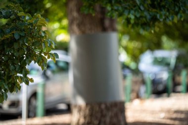 Tree guard on a mature tree in a park protecting it from possums in melbourne