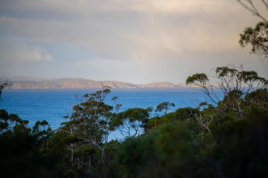Avustralya ormanlarındaki güzel sakız ağaçları ve çalılar. Gumtrees ve yerli bitkiler baharda Avustralya 'da büyür.