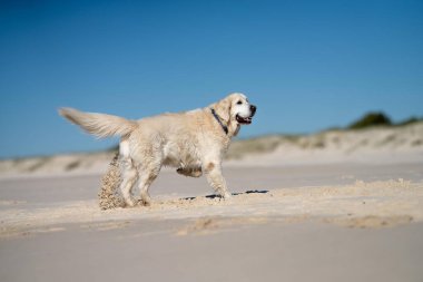 Kelpie sahilde, köpek kumsalda Avustralya 'da bir parkta alacakaranlıkta