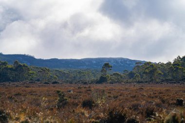 İlkbaharda yerel bitkilerle dağlık Avustralya ormanları