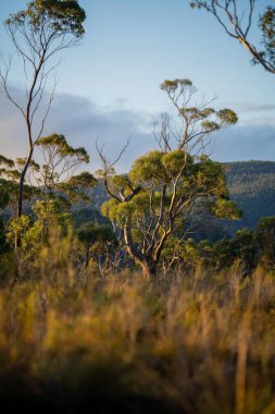 Avustralya ormanlarındaki güzel sakız ağaçları ve çalılar. Gumtrees ve yerli bitkiler baharda Avustralya 'da büyür.