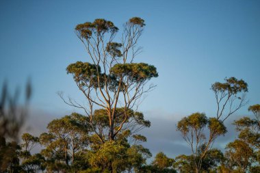 Avustralya ormanlarındaki güzel sakız ağaçları ve çalılar. Gumtrees ve yerli bitkiler baharda Avustralya 'da büyür.