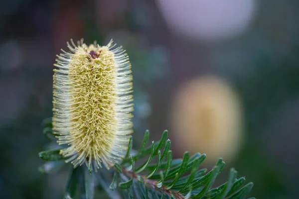 stock image yellow Banksia flower in tasmania australia in summer ina garden