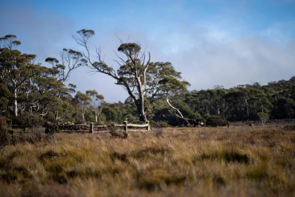 Piękne Gumy Drzewa Krzewy Australijskim Lesie Krzewów Gumtree Rodzime Rośliny — Zdjęcie stockowe