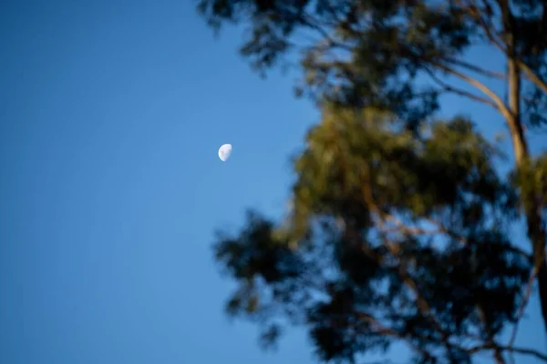 Księżyc Drzewami Australijskim Krzaku Latem — Zdjęcie stockowe