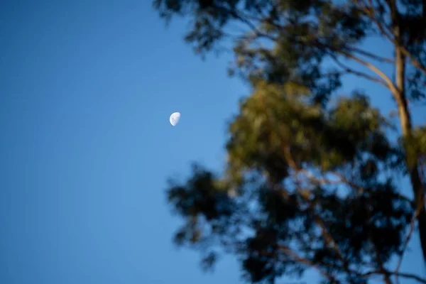 Lune Derrière Les Arbres Dans Brousse Australienne Été — Photo