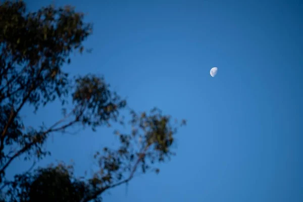 Luna Detrás Los Árboles Arbusto Australiano Verano — Foto de Stock
