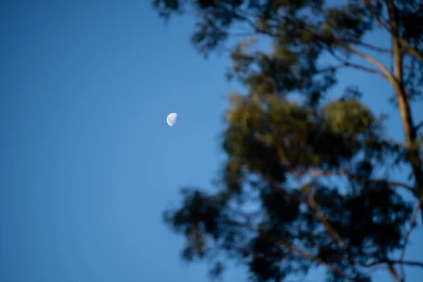 Moon Trees Australian Bush Summer — Stock Photo, Image