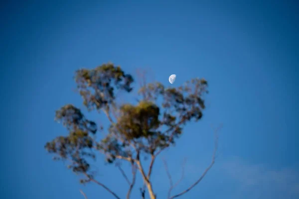 Mond Hinter Bäumen Australischen Busch Sommer — Stockfoto