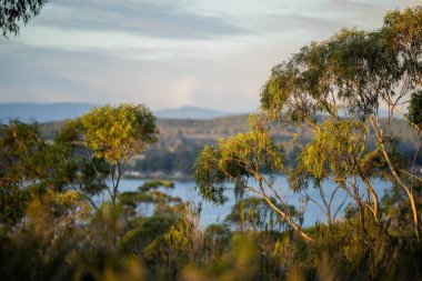 Avustralya ormanlarındaki güzel sakız ağaçları ve çalılar. Gumtrees ve yerli bitkiler baharda Avustralya 'da büyür.