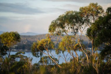 Avustralya ormanlarındaki güzel sakız ağaçları ve çalılar. Gumtrees ve yerli bitkiler baharda Avustralya 'da büyür.