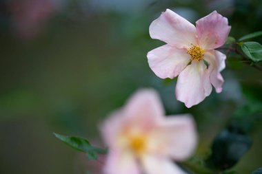 İlkbaharda çalılıklarda Avustralya 'nın yerli çiçekleri. güzel çiçekler