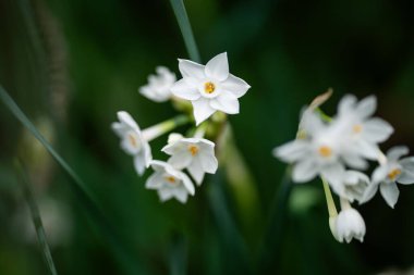 İlkbaharda ağaçlar çiçek açar, beyaz çiçekler açar. Avustralya 'nın yerli çalısı.