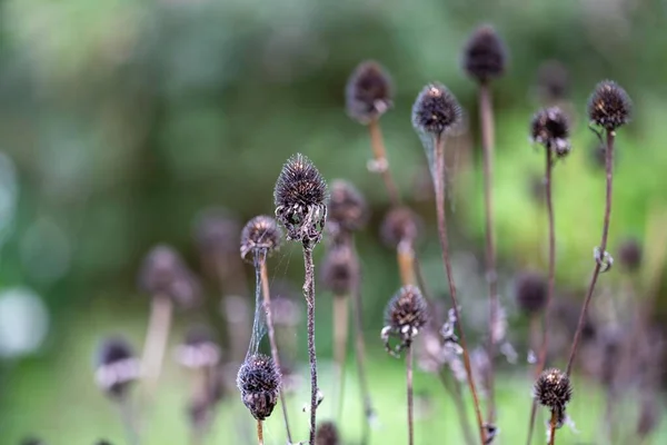 Μαύρα Λουλούδια Έναν Κήπο Αυστραλία Την Άνοιξη — Φωτογραφία Αρχείου