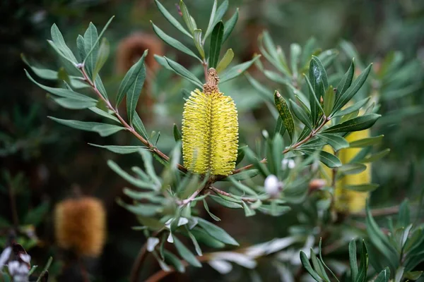 stock image australian native flowers in the bush in spring. beautiful flowers