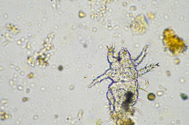 Topraktaki toprak ve gübre örnekleri, mantar ve mantarlar ve rejeneratif tarımda mikroskop altında bulunan toprak mikropları. Avusturalya 'da