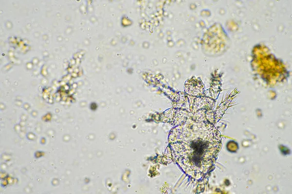 Soil Microbes Organisms Soil Compost Sample Fungus Fungi Microscope Regenerative — Stock Photo, Image