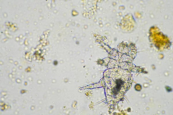 在再生农业中 土壤中的微生物 堆肥样本 真菌和真菌以及显微镜下的微生物 百万美元 — 图库照片