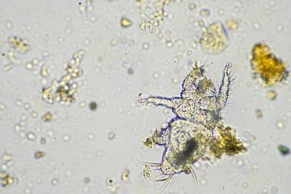 stock image soil microbes organisms in a soil and compost sample, fungus and fungi and under the microscope in regenerative agriculture. in australia