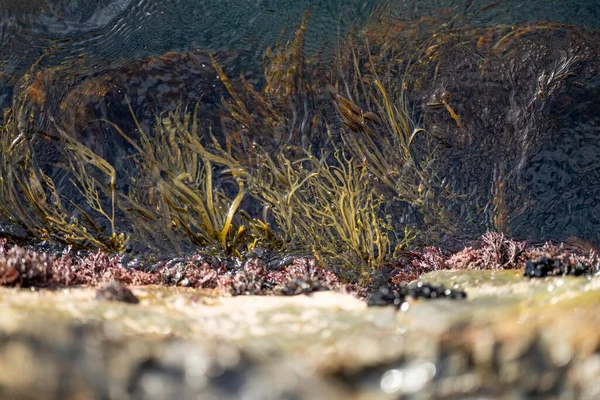 Algas Agua Algas Que Crecen Océano Australia — Foto de Stock