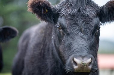 Siyah boğa yeşil çayırda