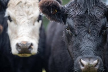 Bir tarladaki siyah beyaz inek sürüsünün yakın çekimi.