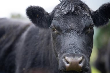 Köydeki tarlada siyah burunlu inek kafası.