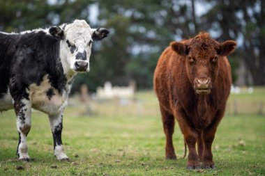 İnekler ve buzağılar tarlada