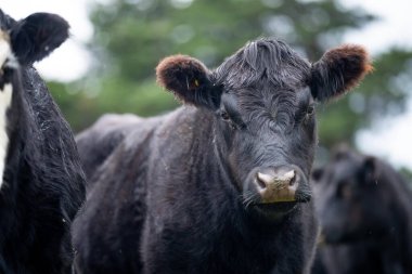 Çiftlikteki inekler